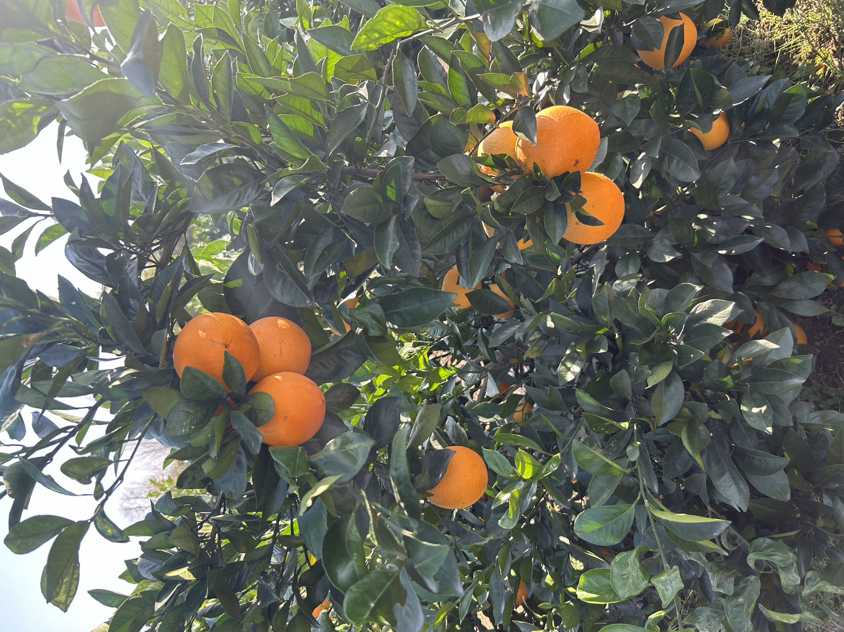 navel orange