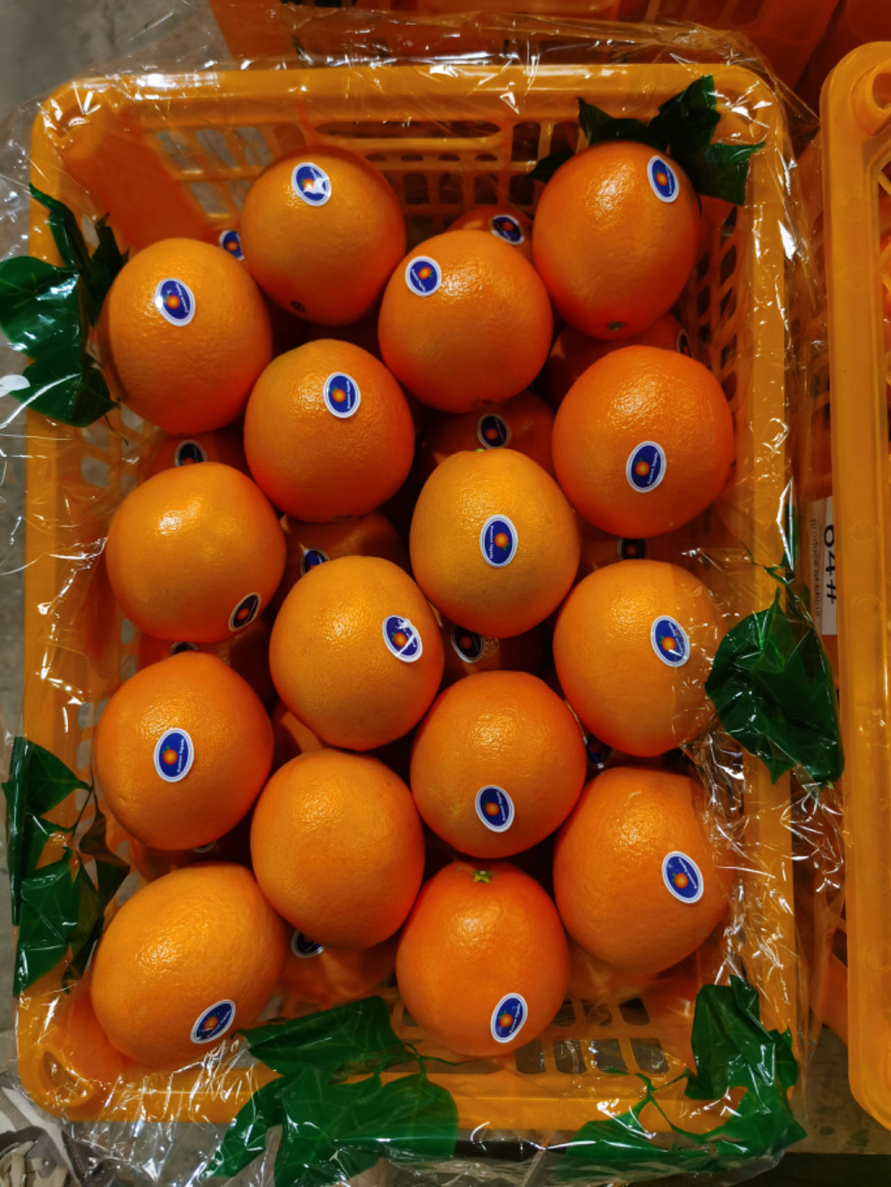 navel orange