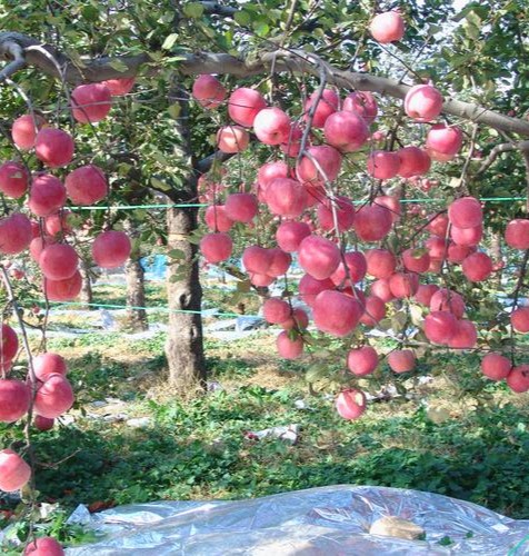 Fuji apple planting base