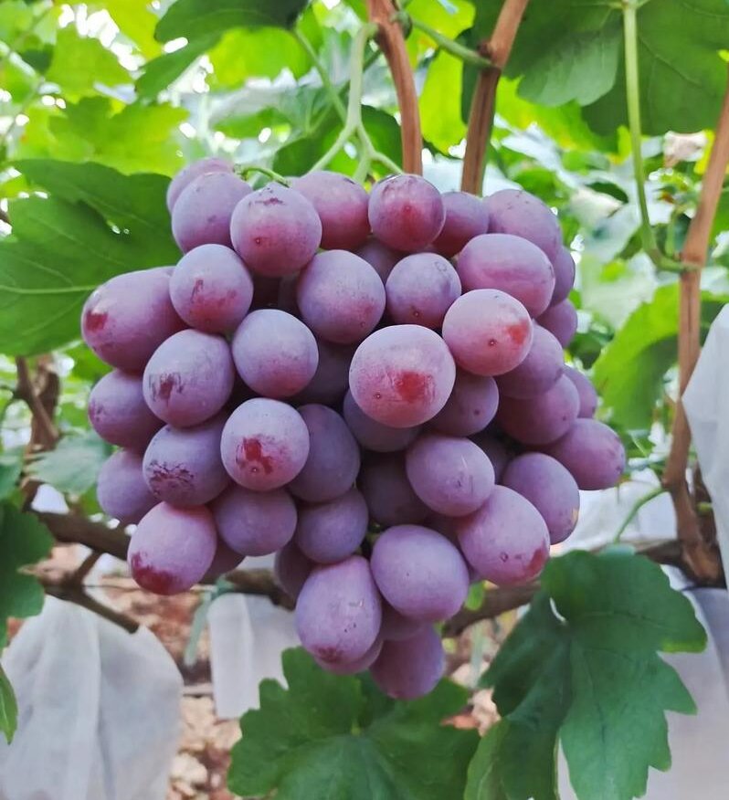 red grape