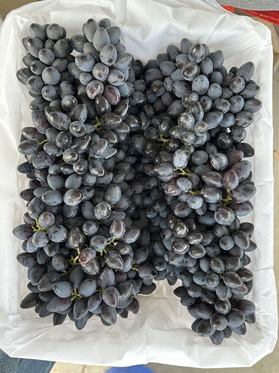  summer black seedless 